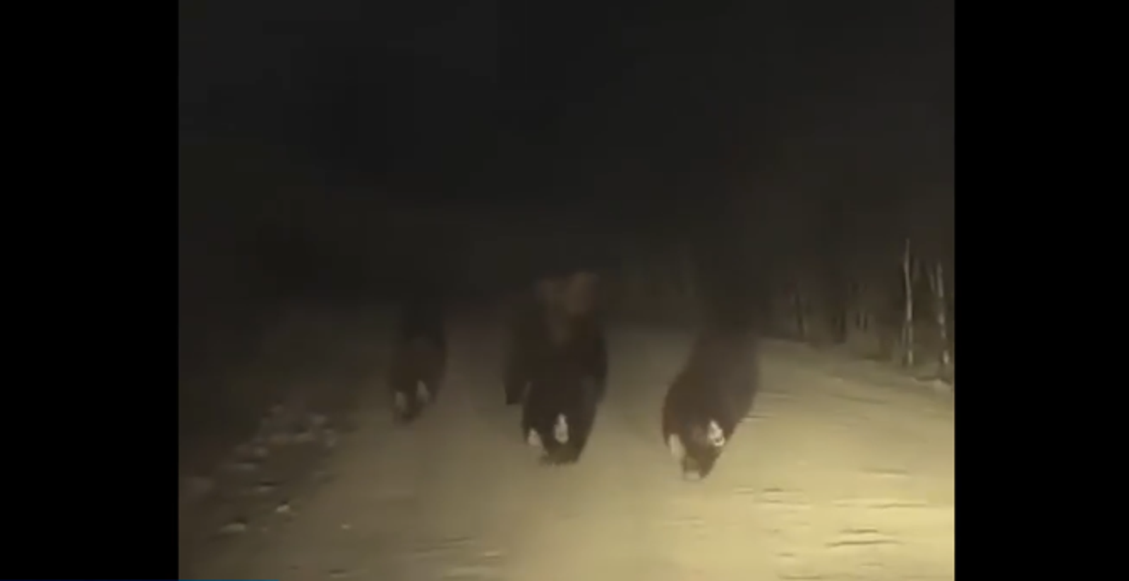 Медвежья семья выбежала на трассу в Башкирии: очевидцы сняли опасный забег