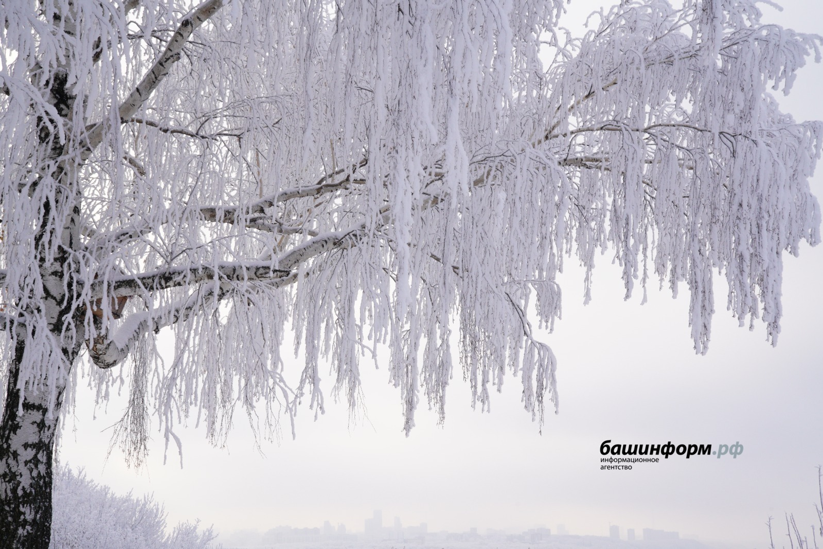 В Башкирии заготовили более 3 тонн семян лесных растений