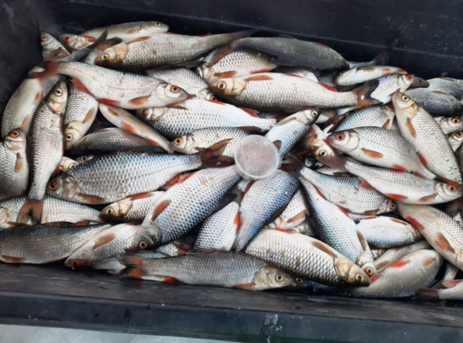 Как ловить плотву зимой: секреты и советы