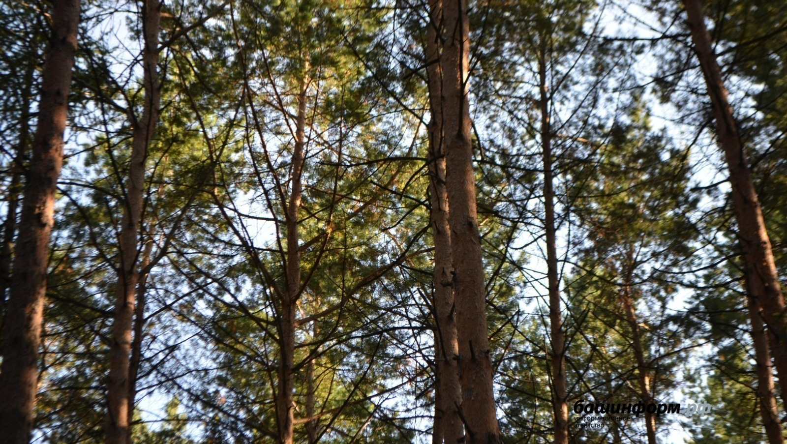 Житель Башкирии потерял в лесу автомобиль и заблудился сам