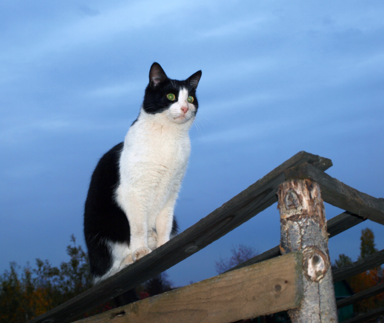 Гороскоп на 10 февраля 2026 года: космический прогноз для вас