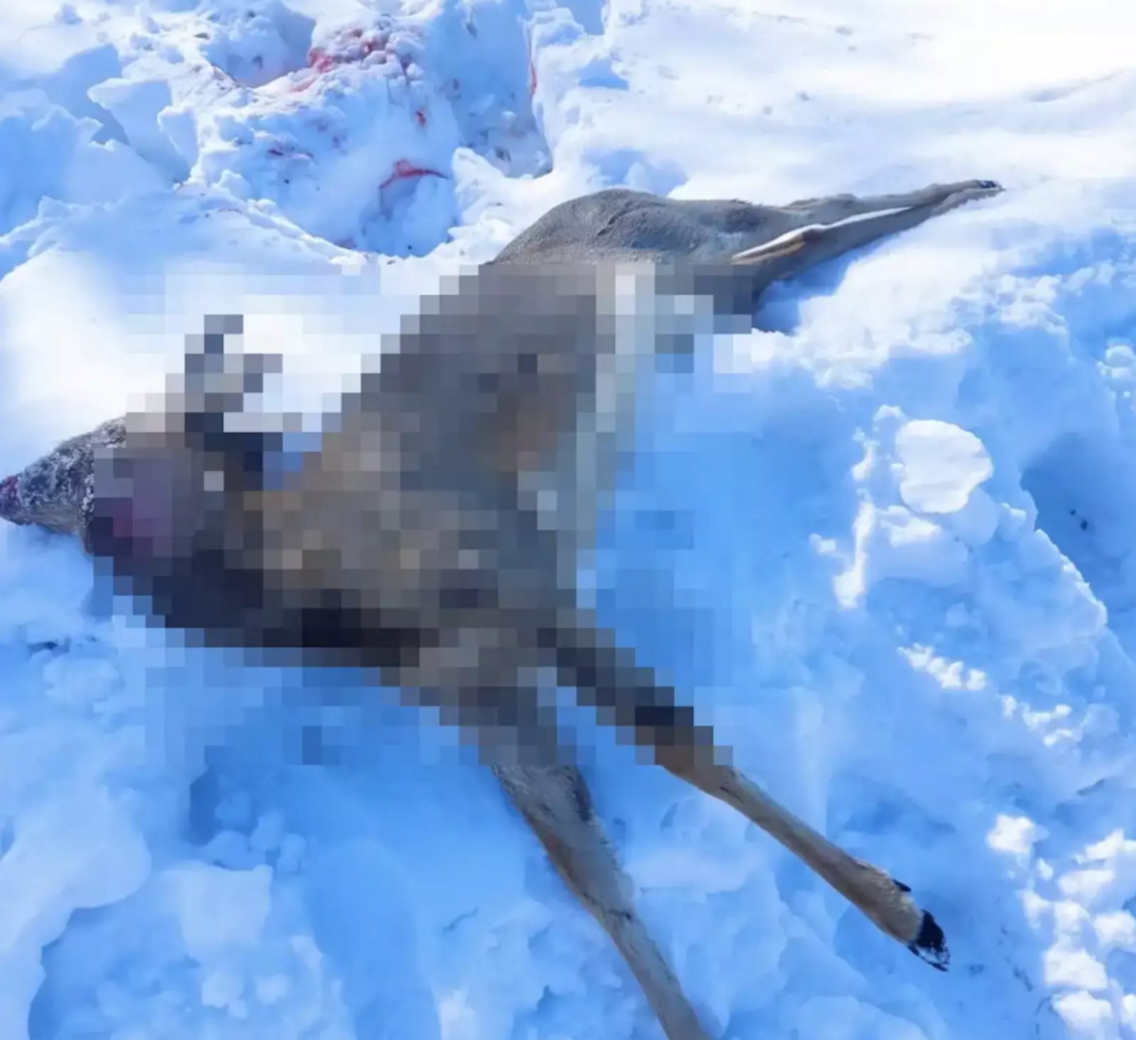 Под Уфой стая бродячих собак загрызла косулю