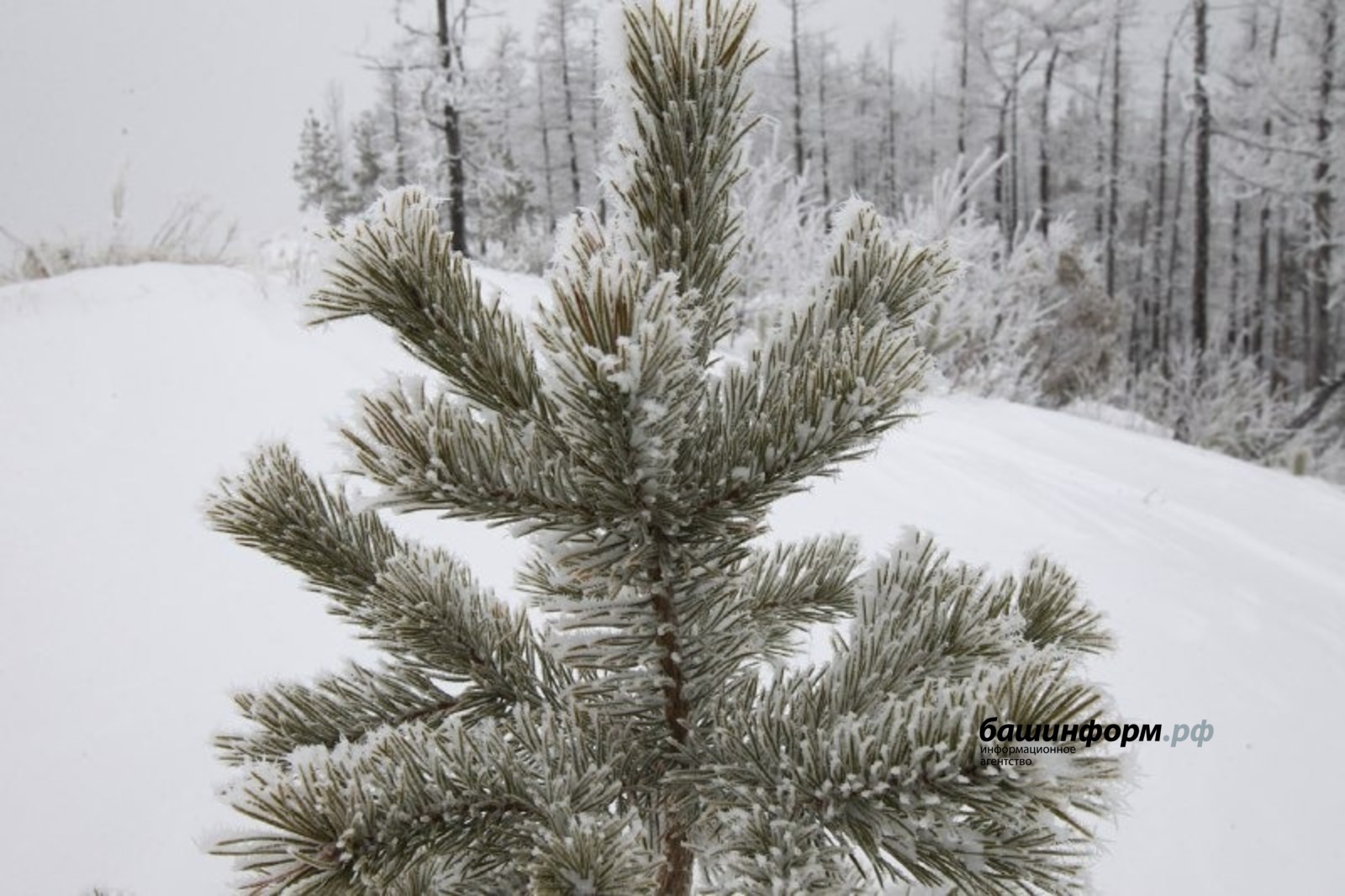 Можно ли подцепить клеща на новогодней ели