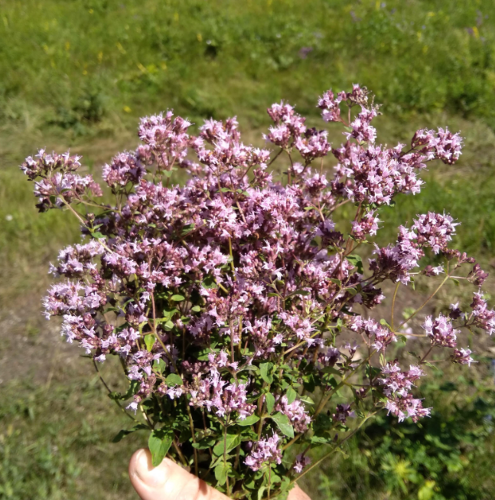 Как избавиться от кашля народными средствами