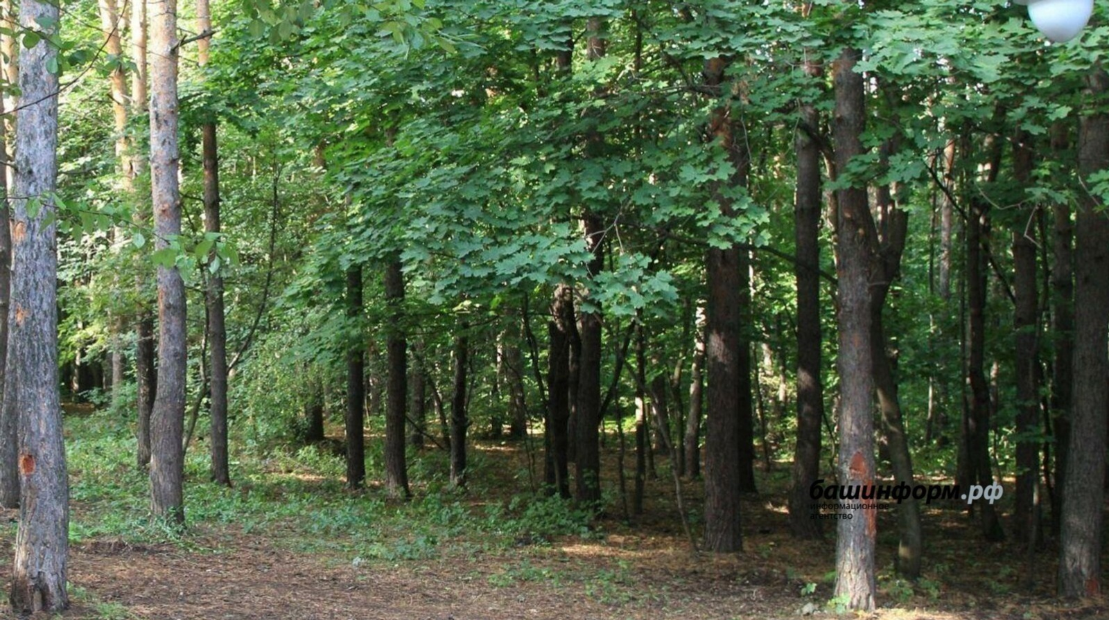 В Башкирии двое детей ушли в лес и пропали