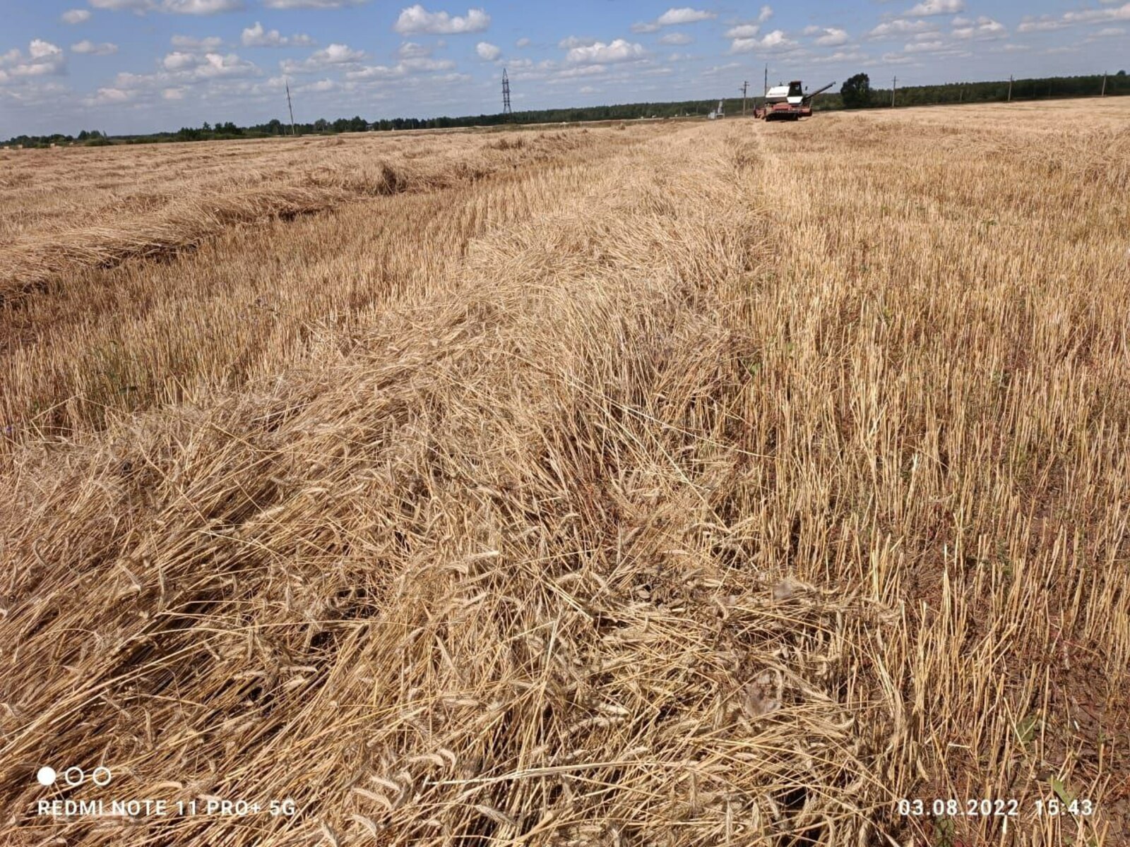 В Краснокамском районе убрано 65% полей