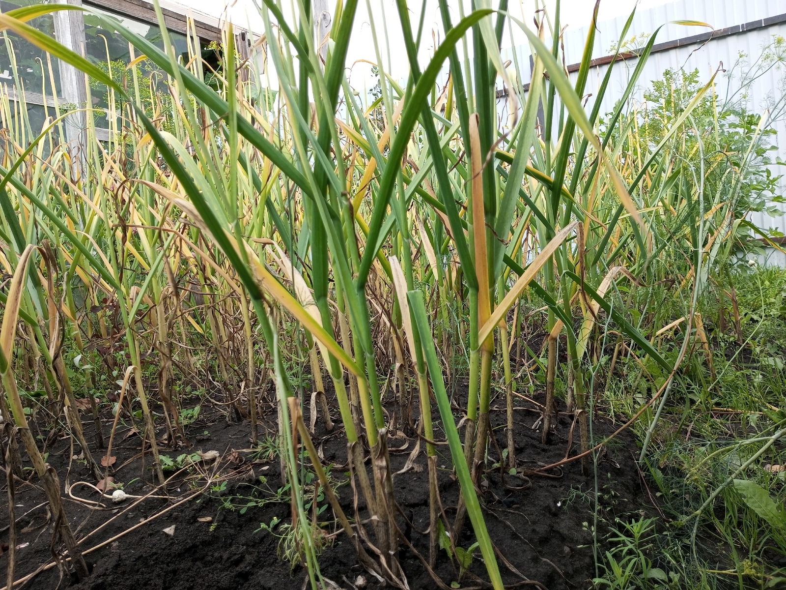 Когда сажать чеснок осенью: оптимальные сроки для богатого урожая