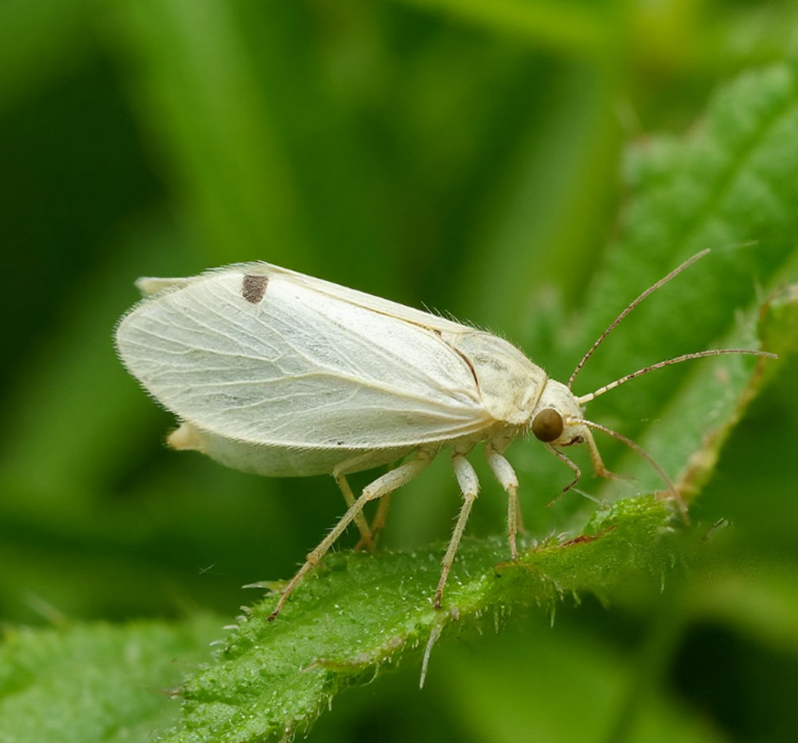 Как избавиться от белокрылки в теплице