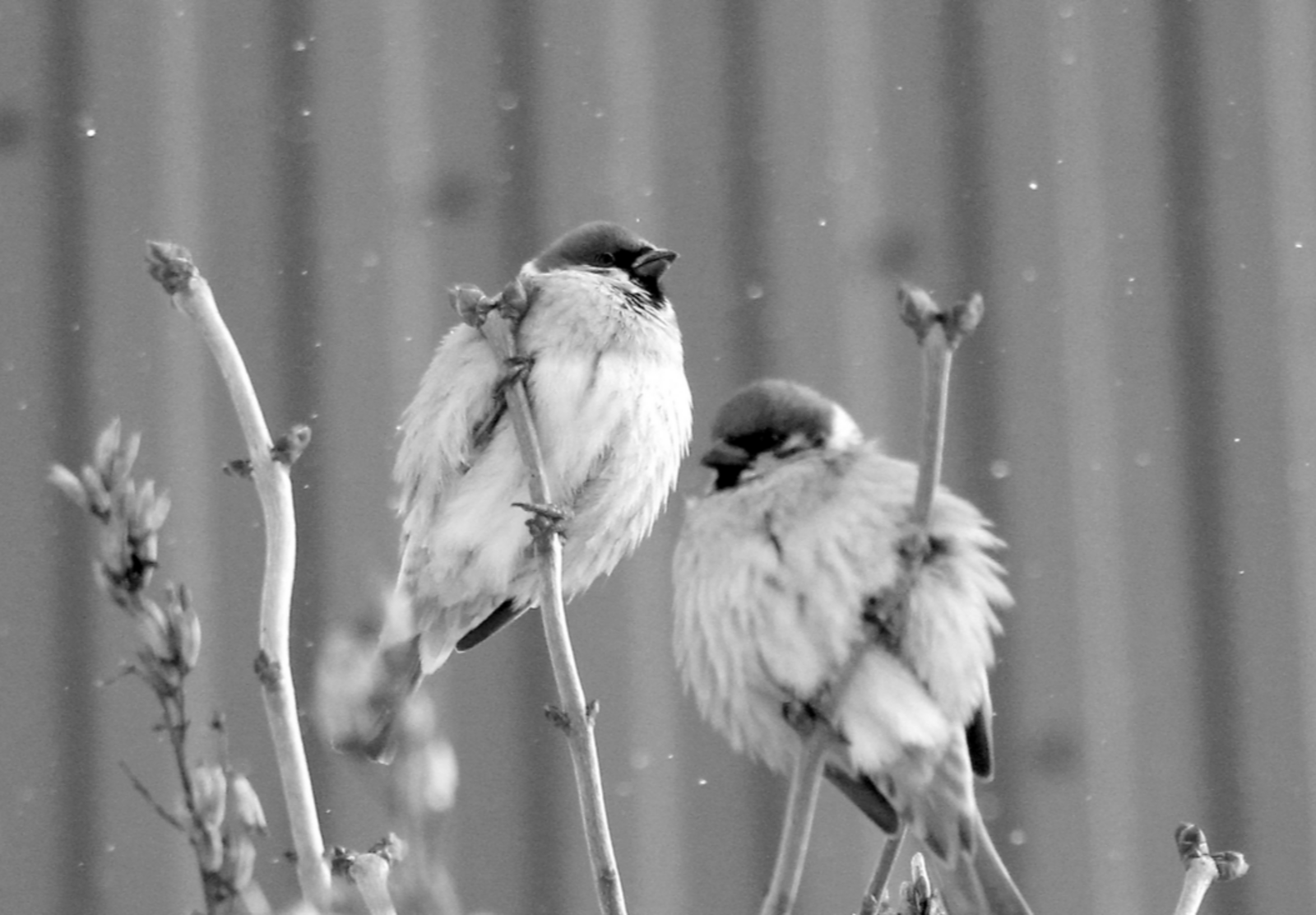 Елена Петрова  Гороскоп на 27 февраля 2026 года для всех знаков Зодиака