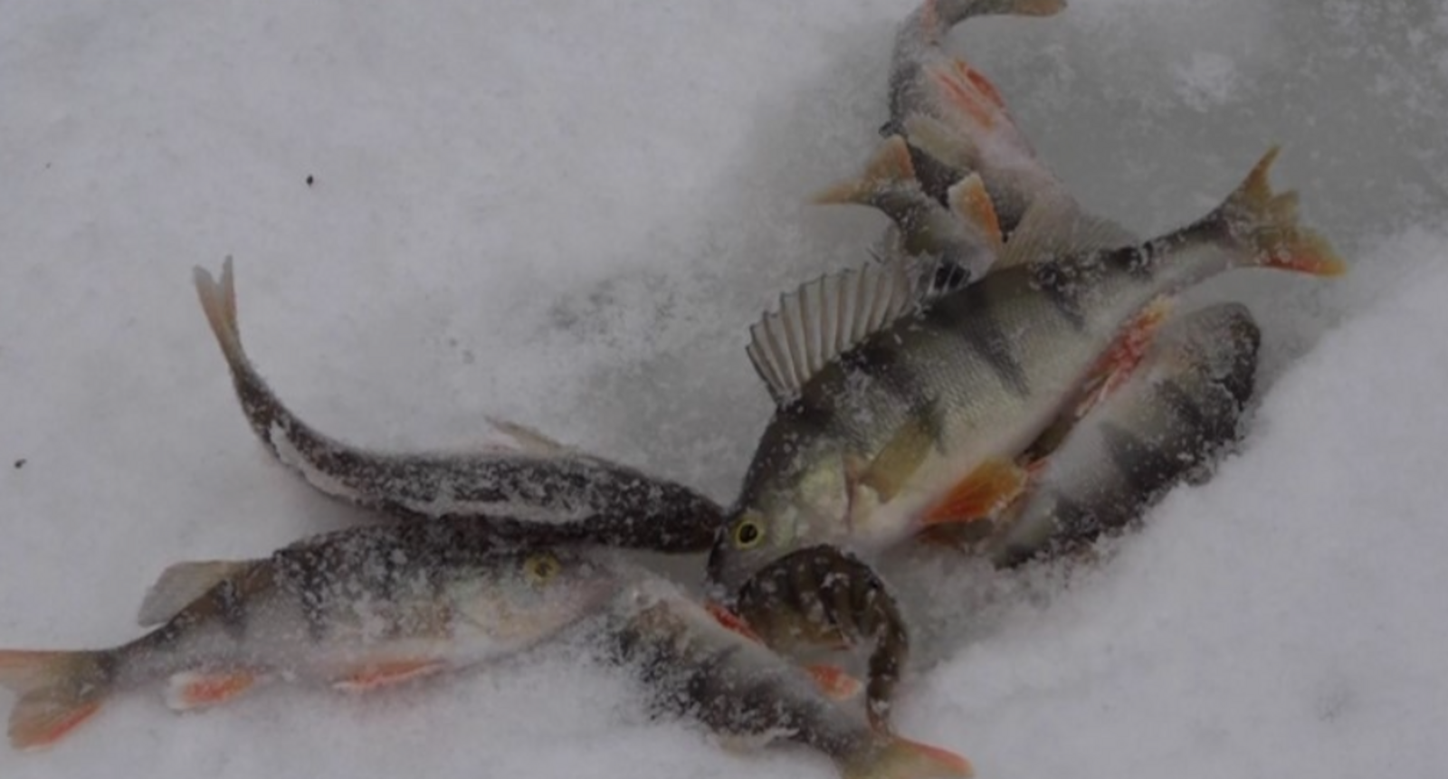Рыбалка в феврале: полная таблица секретов
