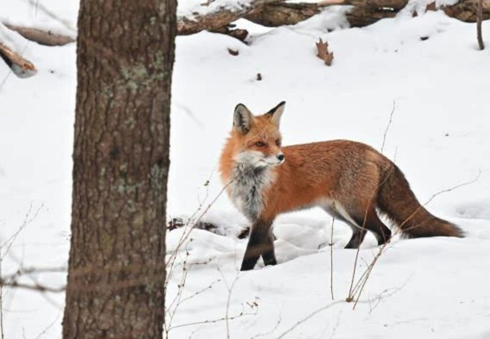В Башкирии участились случаи выхода лис к жилым домам