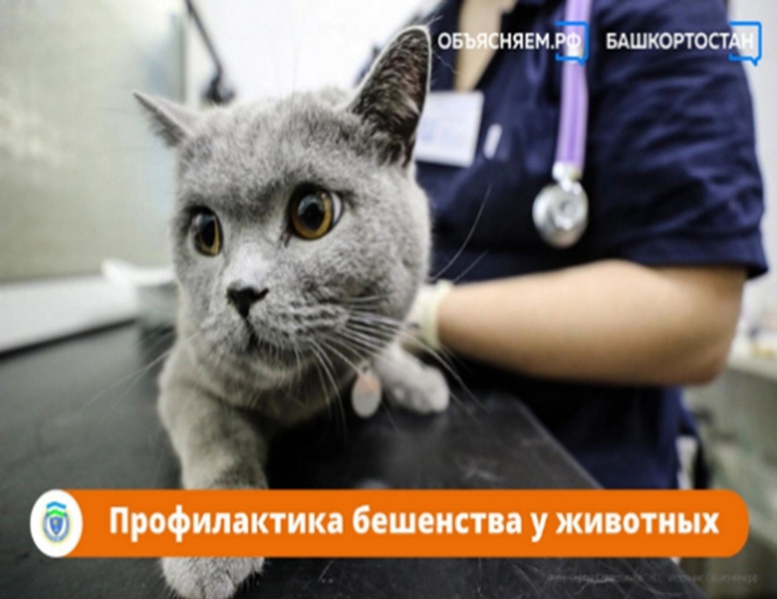 Краснокамцам напомнили о профилактике бешенства у животных