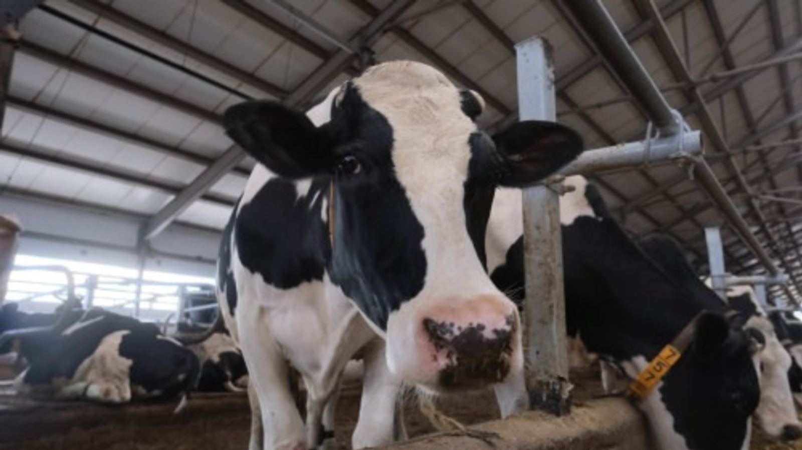 Радий Хабиров ввел карантин в Караидельском районе Башкирии