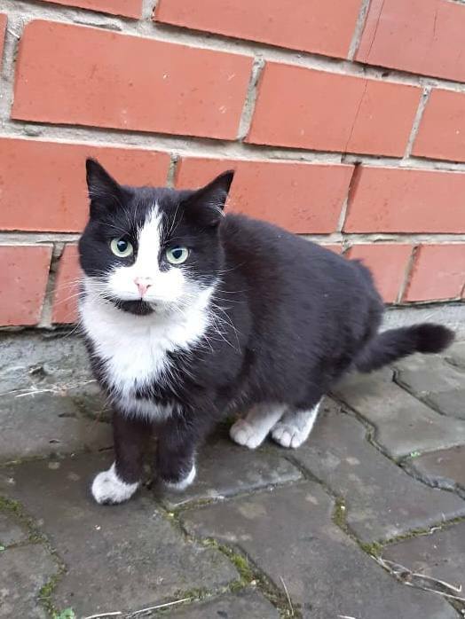 В Краснокамском районе бездомным животным помогают зооволонтёры