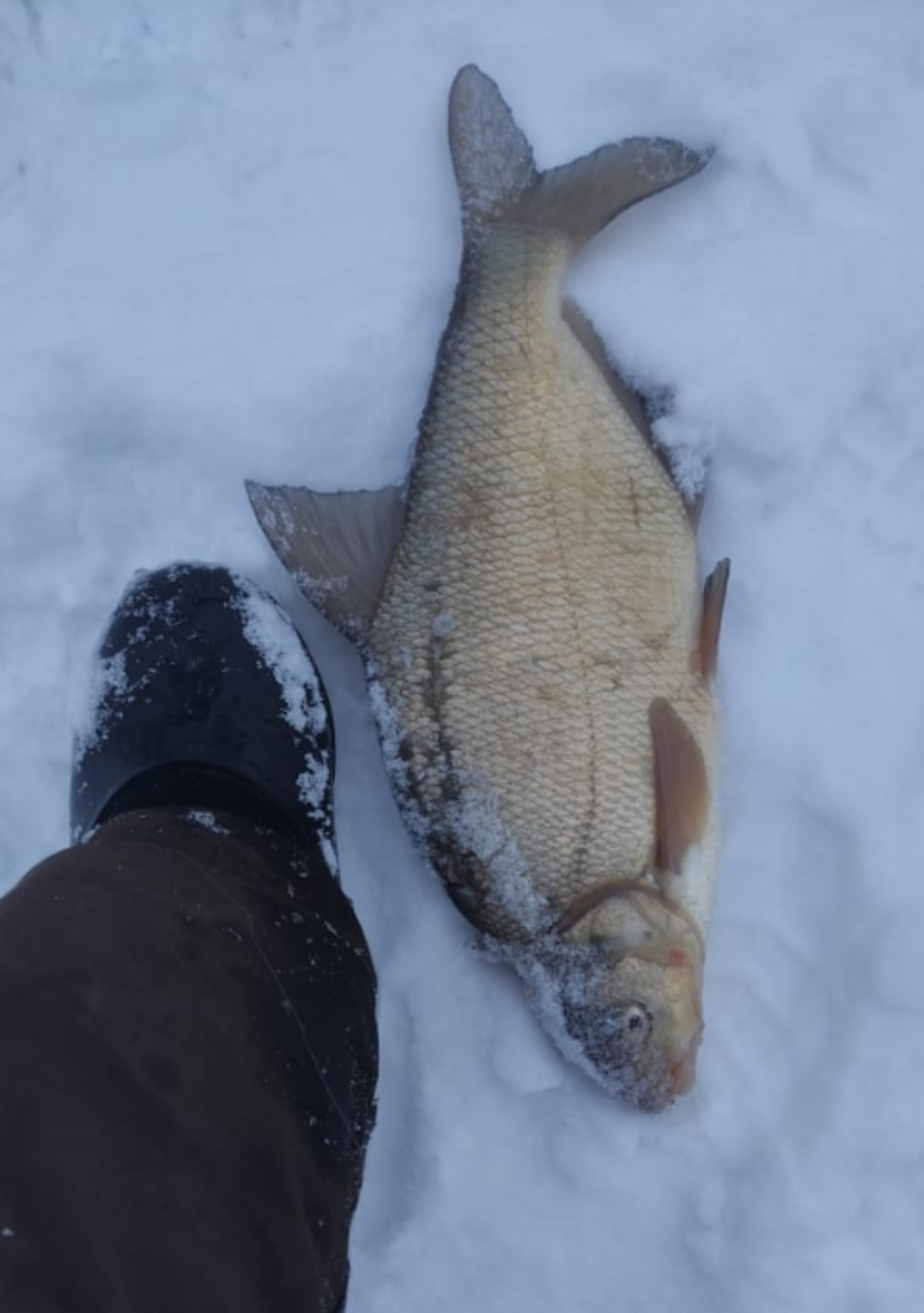 Ловля леща в конце февраля: на что лучше ловить леща