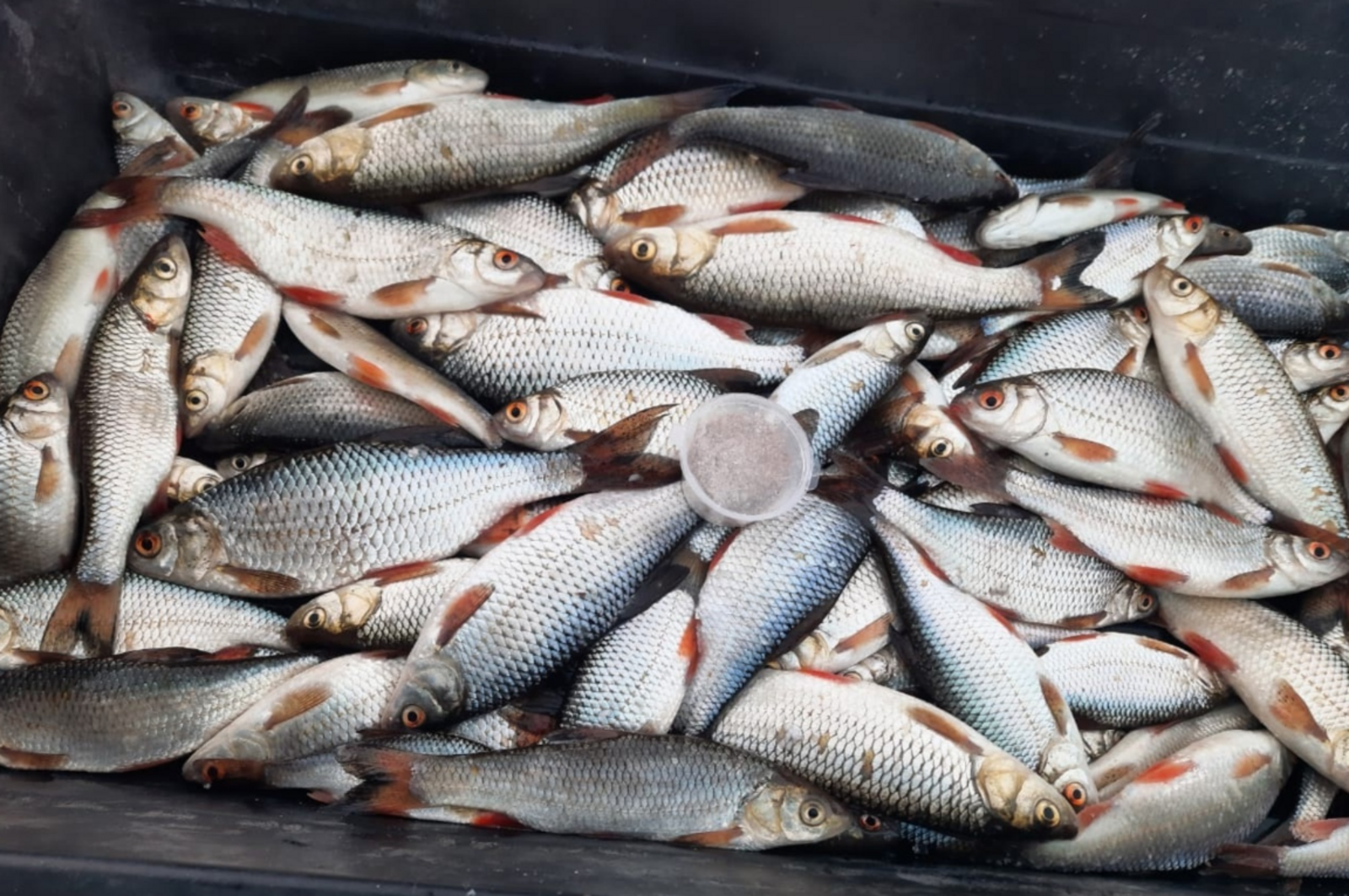 Ловля плотвы в феврале: секреты успешного клева