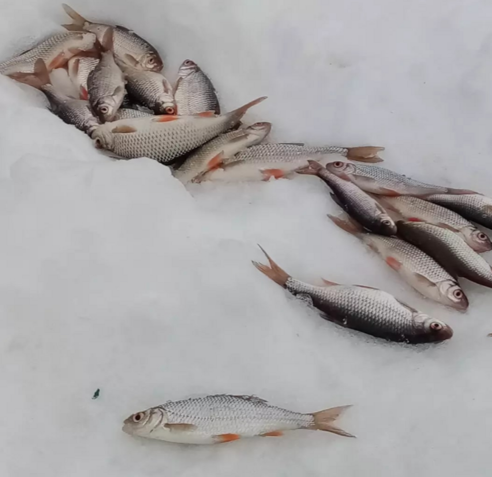 Какая рыба лучше клюет во второй половине марта 2026