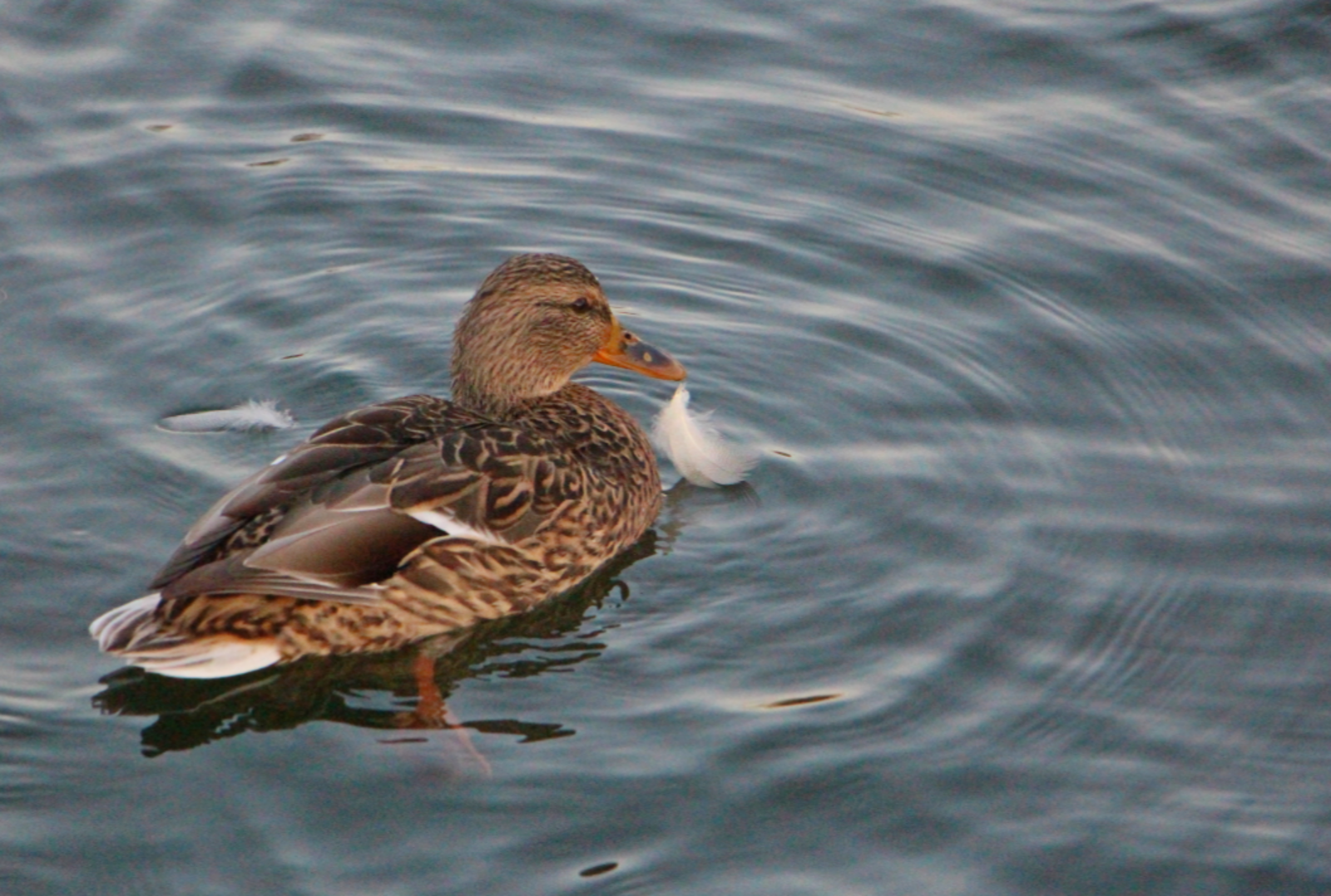Елена Петрова