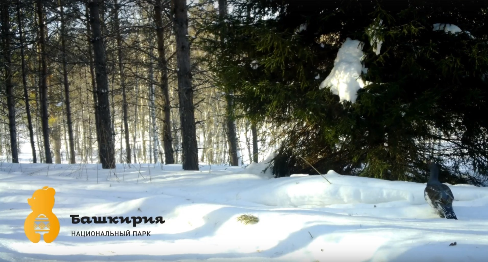 В Башкирии глухари пообещали скорую весну